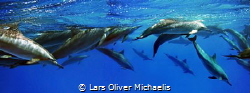school of spinner dolphins
Gota Sataya / Fury Shoals / E... by Lars Oliver Michaelis 